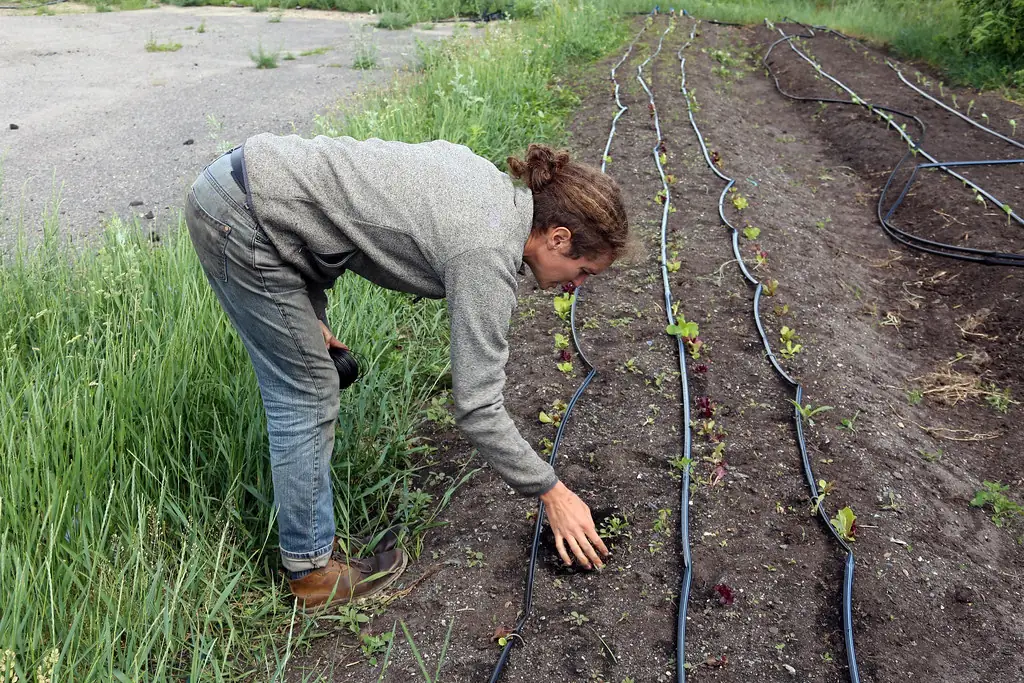 Farmer planting seedlings along drip irrigation lines