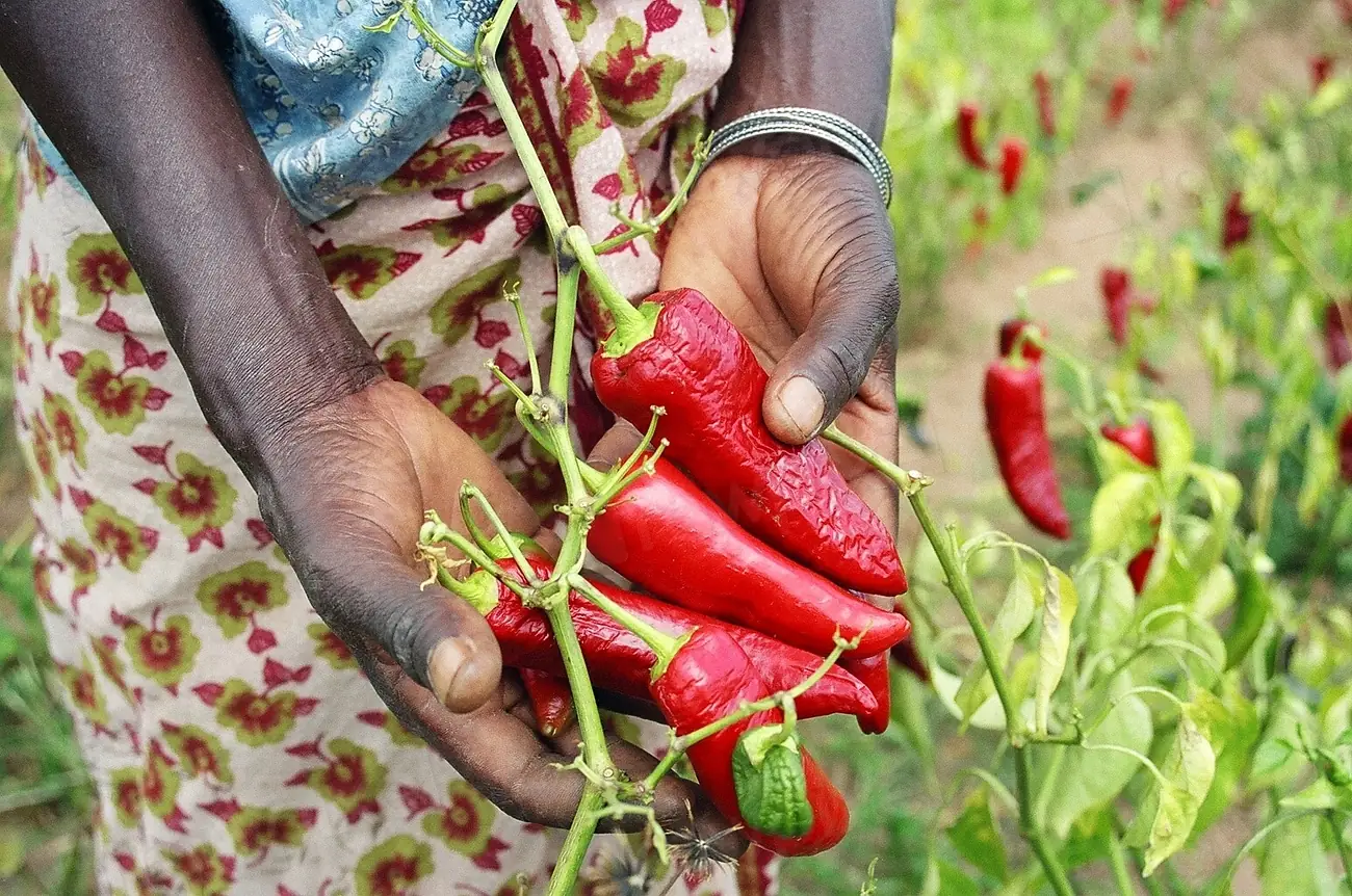 Farmer's hands picking ripe red chillies from the plant