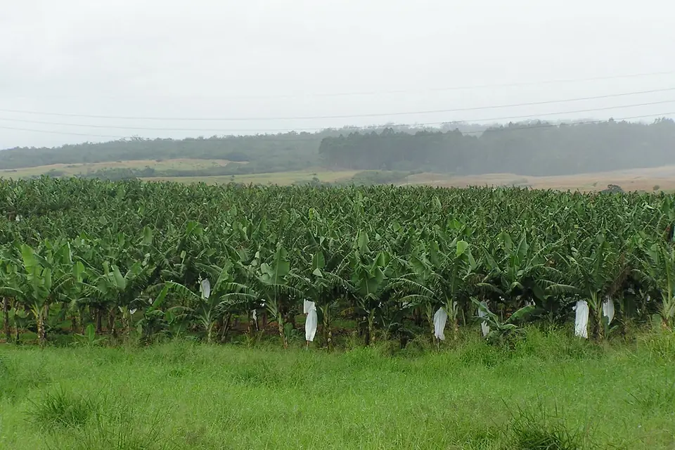 Rows of banana plants in a plantation