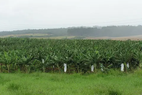 Rows of banana plants in a plantation