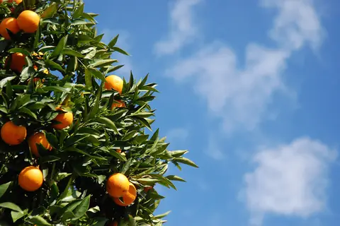Ripe oranges on a citrus tree against a blue sky