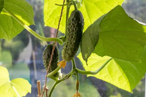 Young cucumbers growing on the vine