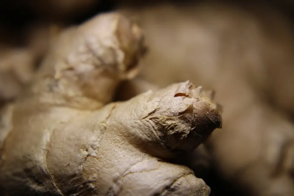 Close-up of a fresh ginger rhizome