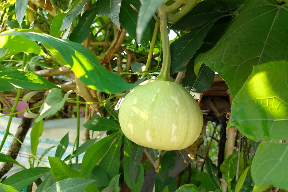 Round bottle gourd growing on a leafy vine