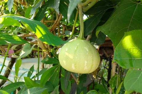 Round bottle gourd growing on a leafy vine