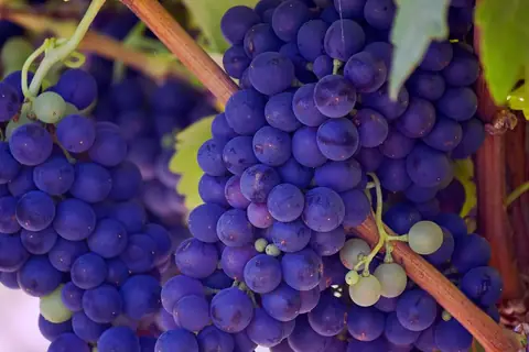 Bunches of ripe purple grapes on the vine