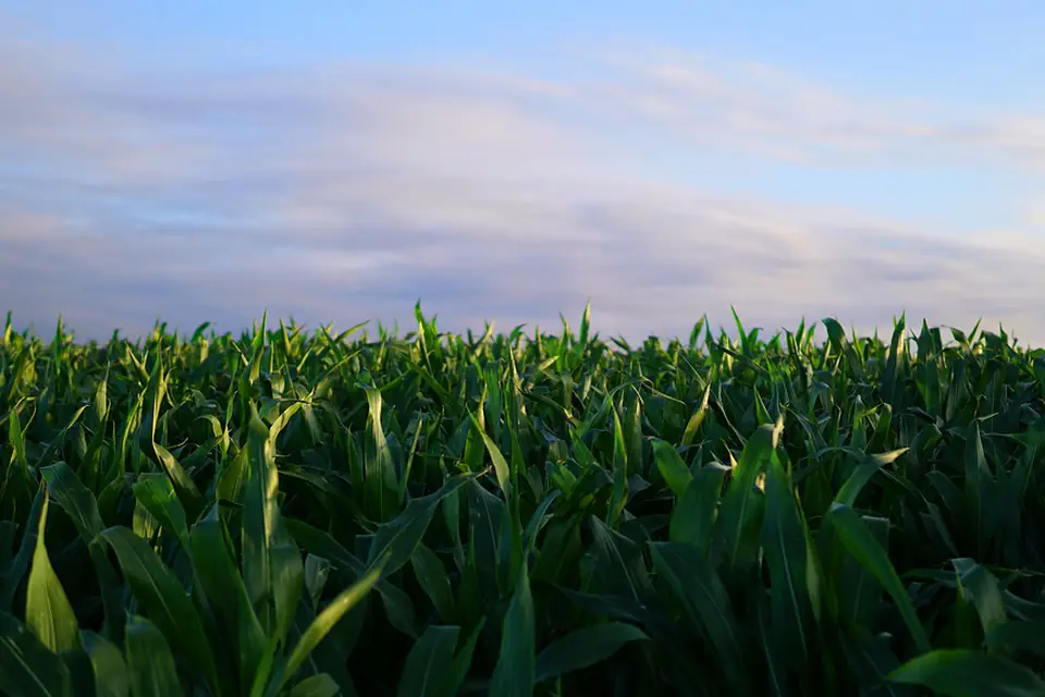 Green maize crop growing in a field