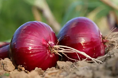 Red onion bulbs lying on the soil after harvest