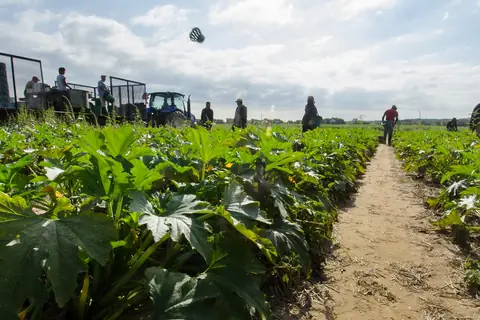 Rows of potato plants in a field with farm workers