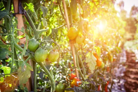 Tomatoes ripening on the plant in sunlight